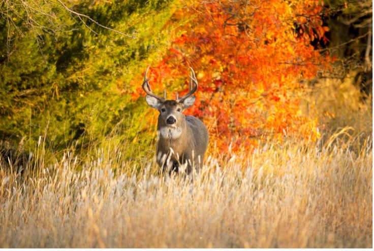 Northeast Missouri 1